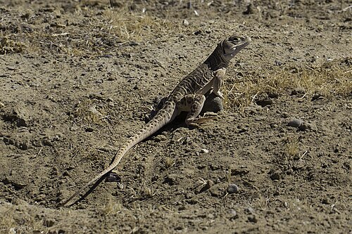 Blunt-nosed leopard lizard